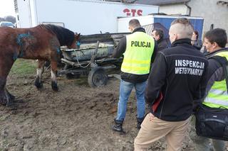 Wstrząsające odkrycie w Wodzisławiu Śląskim! Konie w hodowli w stanie agonalnym! To jeszcze nie koniec [DRASTYCZNE ZDJĘCIA]