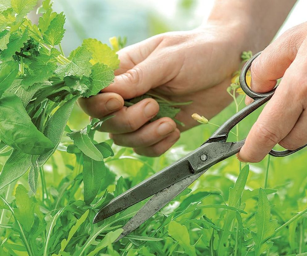 Na zbieranie większości popularnych ziół późna wiosna i całe lato to najlepszy okres. Warto go wykorzystać i podczas spacerów po łąkach zgromadzić zapasy ziół do domowej apteczki. Jak i kiedy zbierać zioła?