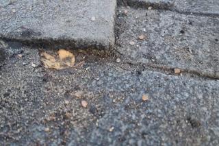 Dziury i zapadająca się kostka na ul. Gajowickiej we Wrocławiu. 5 lat temu Jacek Sutryk obiecywał remont