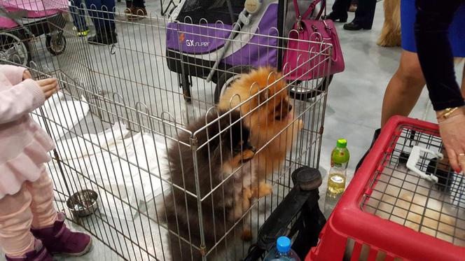 Tysiące psów i odwiedzających. II Międzynarodowa wystawa Psów Rasowych odbyła się w Bydgoszczy