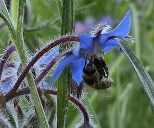 Łąki kwietne na Podkarpaciu