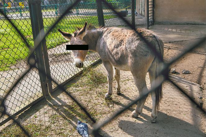 PiS alarmuje Osły kopulują w zoo