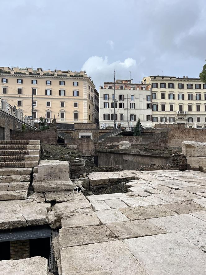 Largo Argentina w Rzymie. Koty zamieszkały w starożytnych ruinach - zobacz zdjęcia