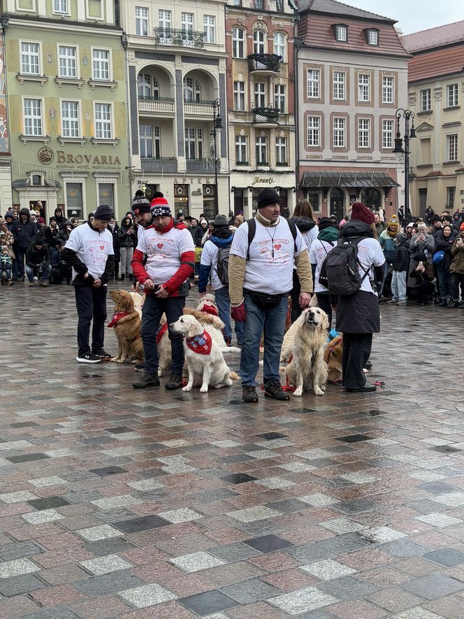 Golden Retriever WOŚP w Poznaniu