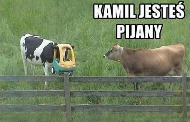 Chcesz poprawić sobie humor? Te memy ze zwierzętami rozbawią cię do łez!