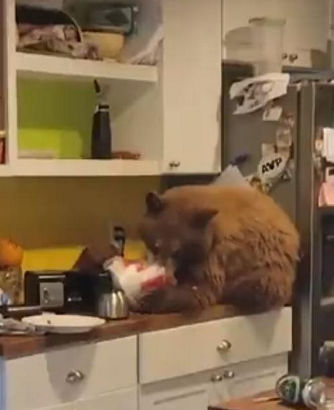 Niedźwiedź splądrował kuchnię, a potem zrobił sobie ucztę