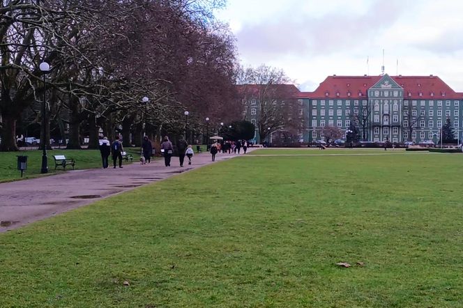 Pierwsze krokusy na Jasnych Błoniach