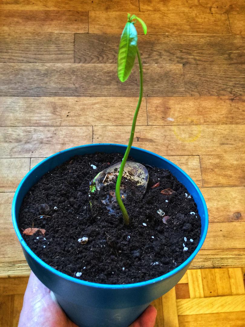 Mango z pestki murator.pl