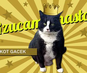 Rzucam hasło: Kot Gacek