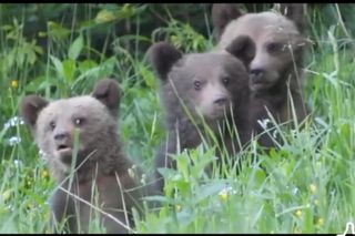 Misie trojaczki bawią się w chowanego