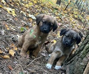 Porzuciła sześć szczeniąt, bo „nie dawała rady”. Teraz może trafić do więzienia!