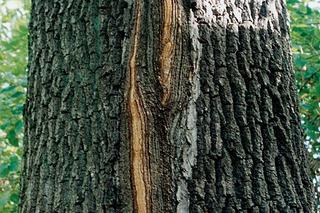 Pęknięcia mrozowe drzew. Jak leczyć pęknięcia mrozowe drzew