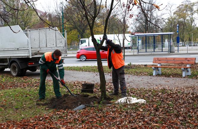 Tak się ratuje drzewa przed wycinką w Sosnowcu