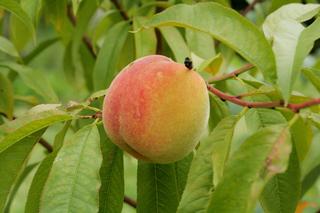 Brzoskwinia ‘Redhaven’ - Prunus persica ‘Redhaven’