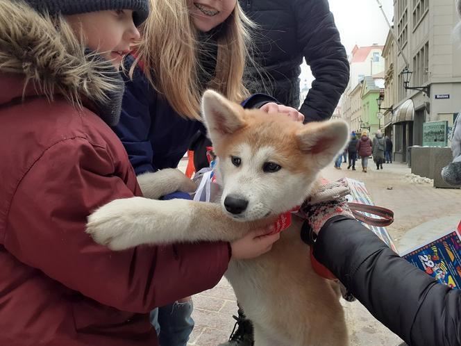 29. finał WOŚP w Toruniu! Tak wyglądało niedzielne święto