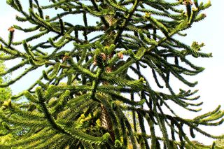 Araukaria chilijska = igława chilijska - Araucaria araucana