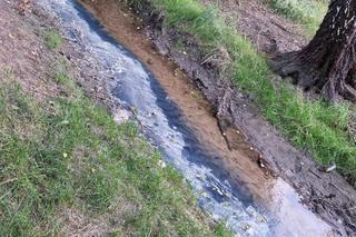 Rzeka Wilga w Krakowie i w Swoszowicach