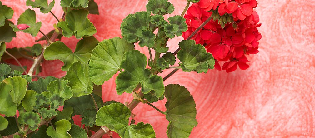 Pelargonia