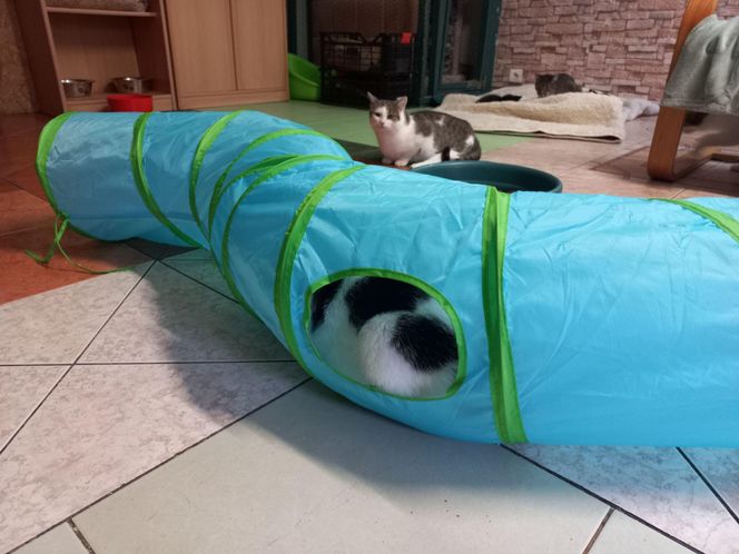 Poszukiwani wolontariusze do pomocy w Kociarni w Lesznie