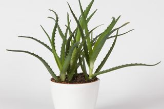 Aloes zwyczajny - Aloe vera