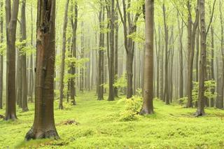 Światowy Dzień FSC. Ekologiczna gospodarka leśna i certyfikaty dla ochrony lasu