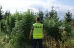 2 Policja trafiła na wielką plantację marihuany w Dobroniu niedaleko Zduńskiej Woli