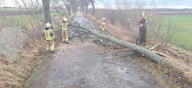 Groźne wichury na Warmii i Mazurach. Drzewo spadło na jadące auto, jedna osoba ranna