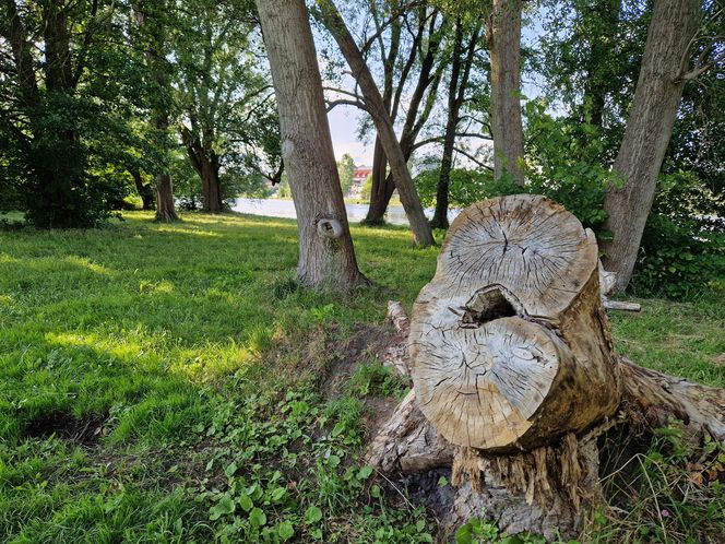 Park Centralny przed wielką zmianą! Zobacz, gdzie powstanie kąpielisko
