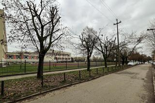 Drzewa na ulicy Socjalnej w Łodzi