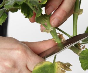 Jak zrobić sadzonki pelargonii [Porada eksperta]