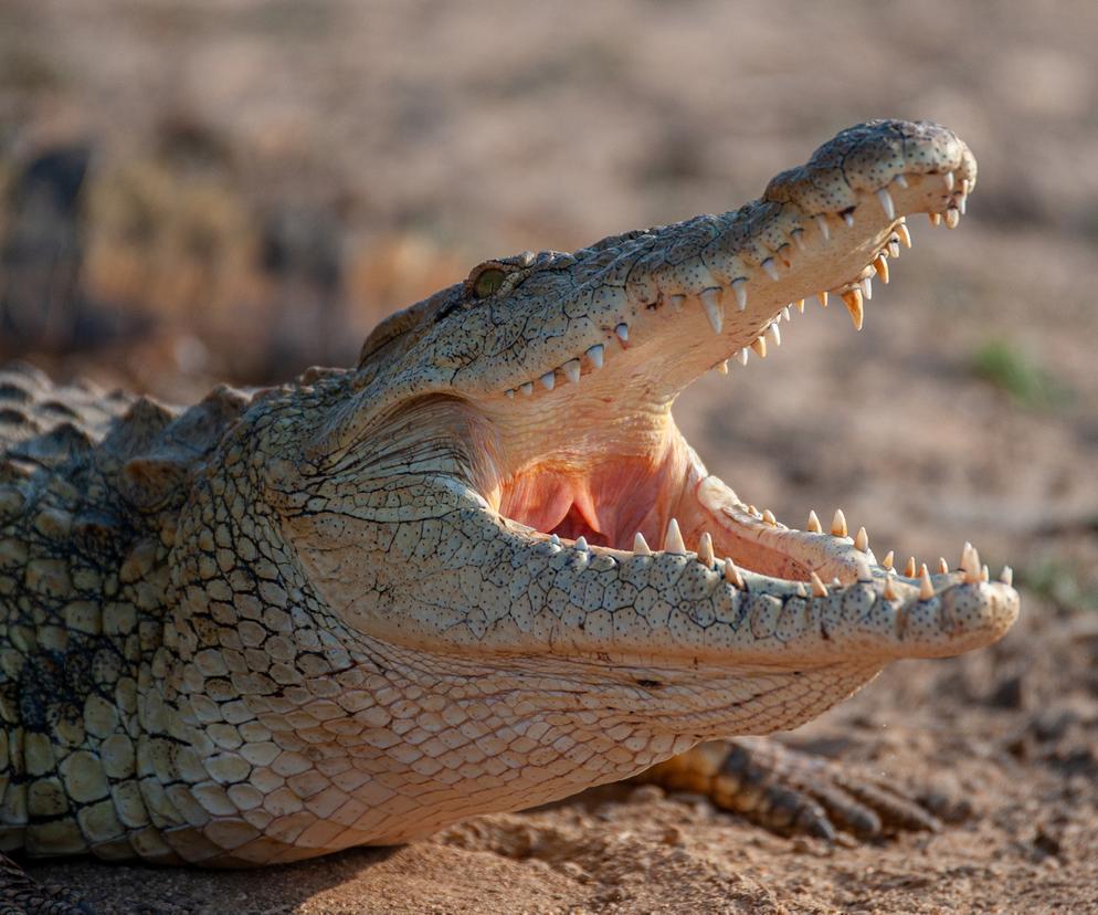  Ośmiometrowy krokodyl pożarł żywcem 45-latka! Straszne odkrycie w brzuchu gada