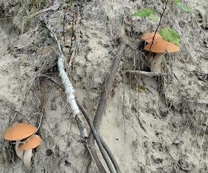 W lasach w woj. lubelskim jest znów wysyp grzybów! Pani Monika chwali się swoimi zbiorami