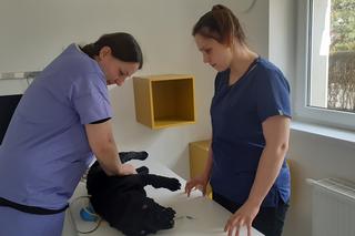 Weterynarz spod Wrocławia prowadzi pierwsze w Polsce szkolenia z reanimacji zwierząt