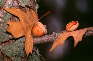 Stołeczny ogród zoologiczny potrzebuje waszej pomocy! Rozpoczęło się zbieranie żołędzi i orzechów laskowych
