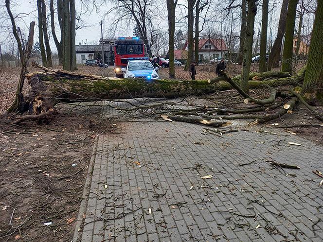 Maję zabiło spróchniałe drzewo w parku