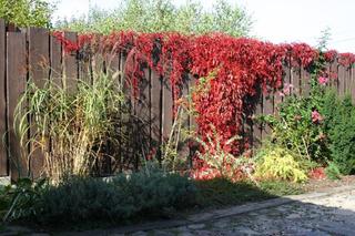 Ogród barwny jesienią
