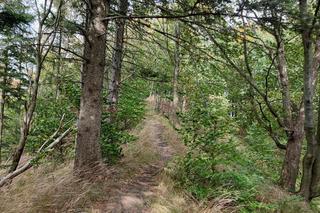 Z Wrocławia na weekend. „Niedźwiadki” i tajemniczy grobowiec