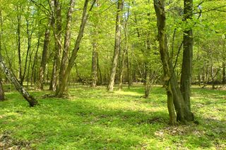 Ten rezerwat przyrody w Łódzkiem zupełnie nie przypomina płaskich terenów wokół Łodzi. Nazywany jest małymi Bieszczadami