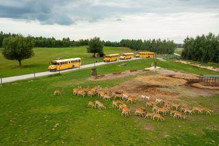 Safari w Polsce? To możliwe! Przeżyj dziką przygodę w Bałtowskim JuraParku!