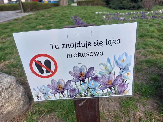 Dywan z krokusów w Rzeszowie