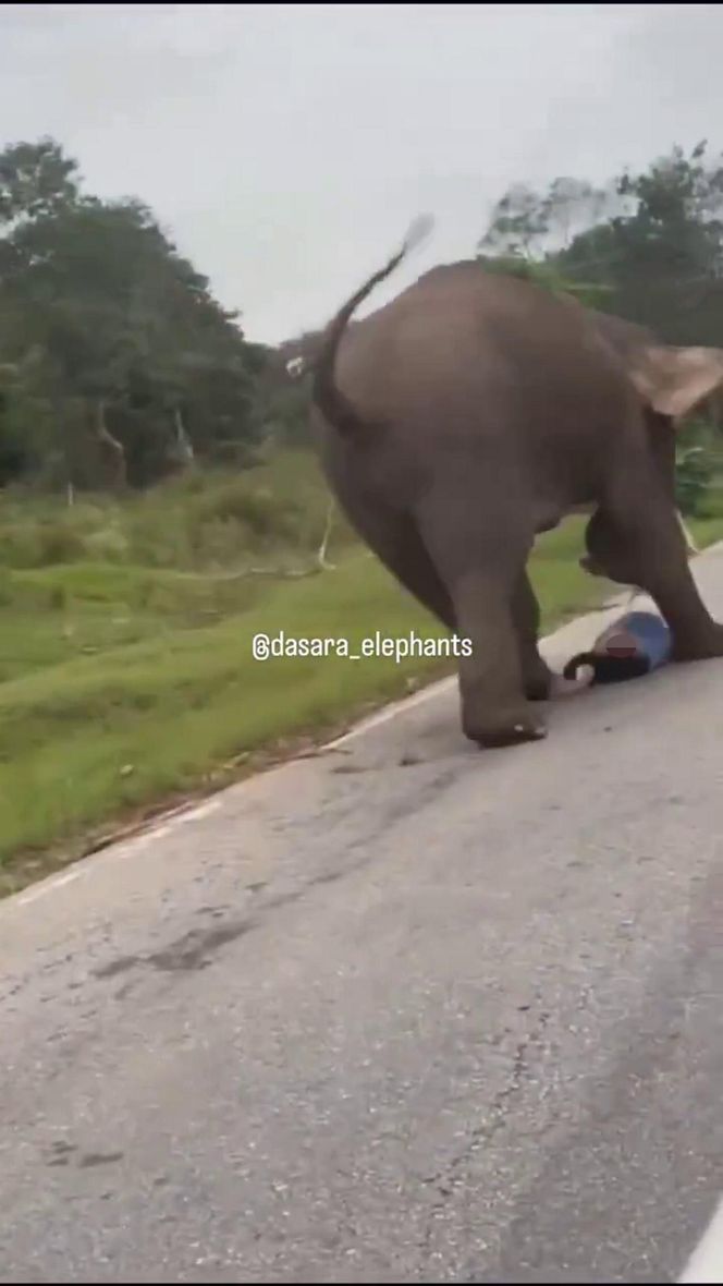 Turysta chciał selfie ze słoniem. Gorzko tego pożałował
