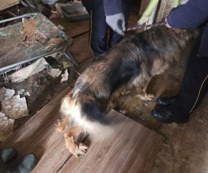 Psy w tragicznych warunkach