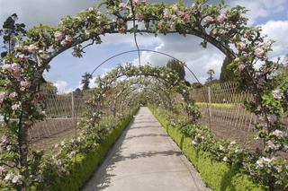 DEKORACJE ŚLUBNE:pomysły na wesele w ogrodzie