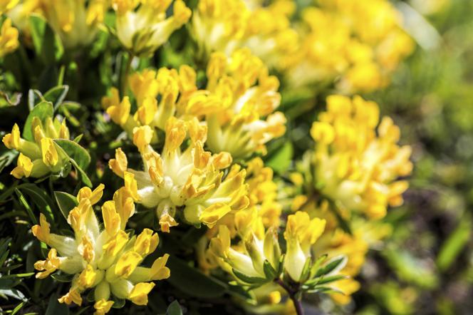 Przelot pospolity - Anthyllis vulneraria