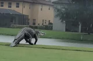 Aligator gigant przeraził mieszkańców Florydy. Burza wygnała go na golfa