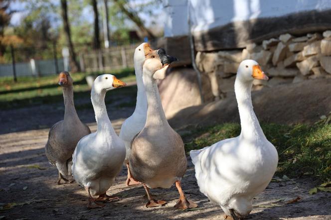 Zachwycający listopad w Muzeum Wsi Lubelskiej! Tak prezentuje się jesienny skansen [ZDJĘCIA]