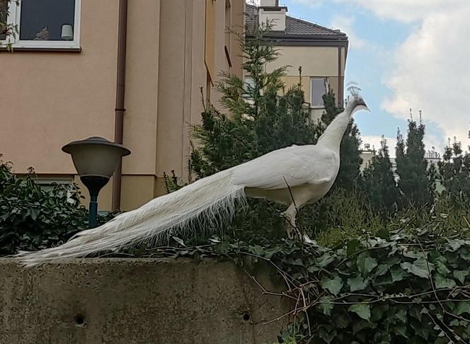 Niecodzienny widok na Kabatach! Między blokami latały wielkie pawie