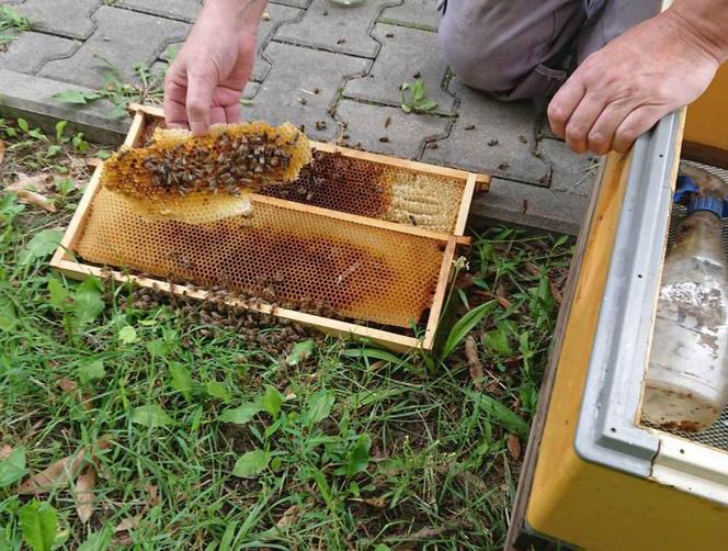 Groza na Ostrobramskiej. Na chodniku leżał ogromny rój pszczół