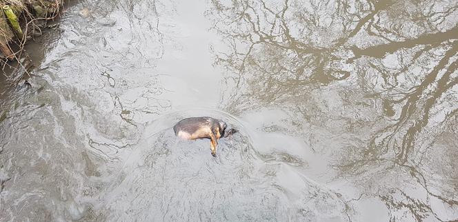 Makabryczne znalezisko w Zabrzu: Martwy pies w rzece, miał obrażenia wewnętrzne [ZDJĘCIA]