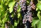 Zmarznięta winorośl - czy winogron odbije po przymrozku? Co robić jak zmarzły młode pędy winorośli? Jak uratować winogron?